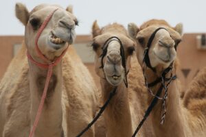 qué ver en los Emiratos Árabes Unidos