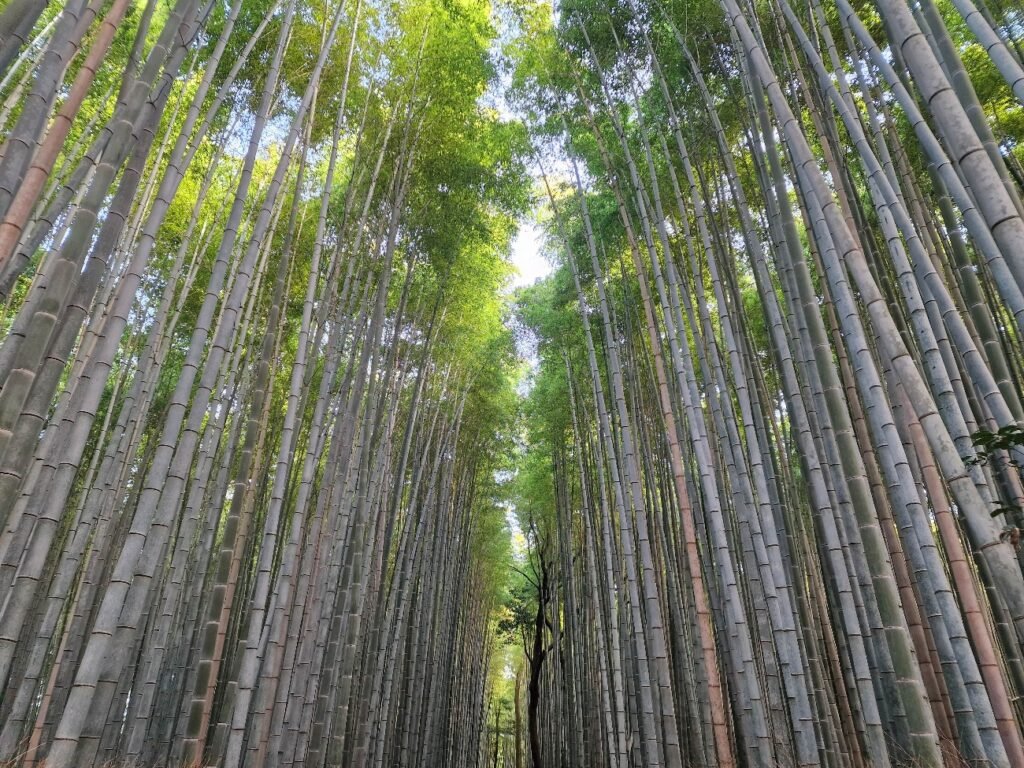 que ver en Kioto. Bosque de bambú. Arashiyama