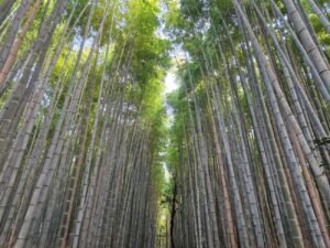 que ver en Kioto. Bosque de bambú. Arashiyama